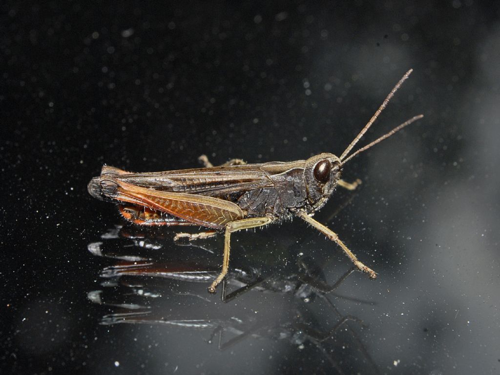 Omocestus (Omocestus) rufipes